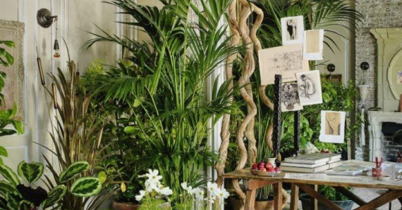 Растения в интерьере