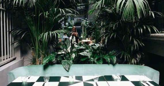 Растения в интерьере