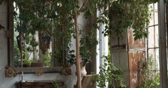 Растения в интерьере