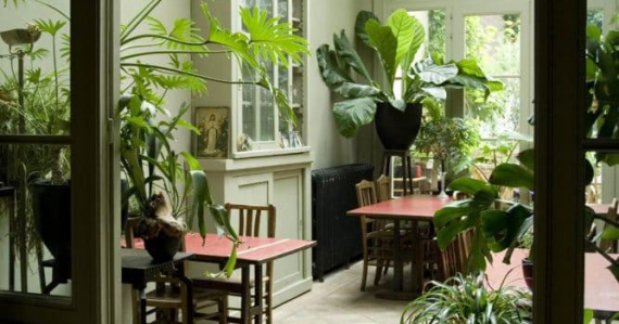 Растения в интерьере